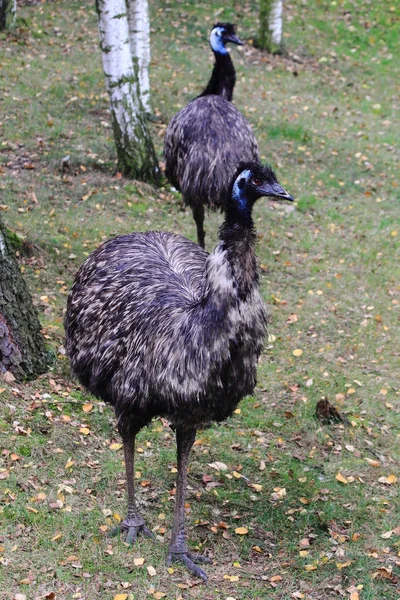 Deux oiseaux emu — Photo