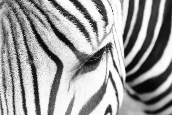 Zebra baş detay — Stok fotoğraf