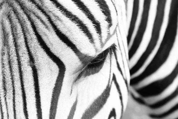 Detail des Zebrakopfes — Stockfoto