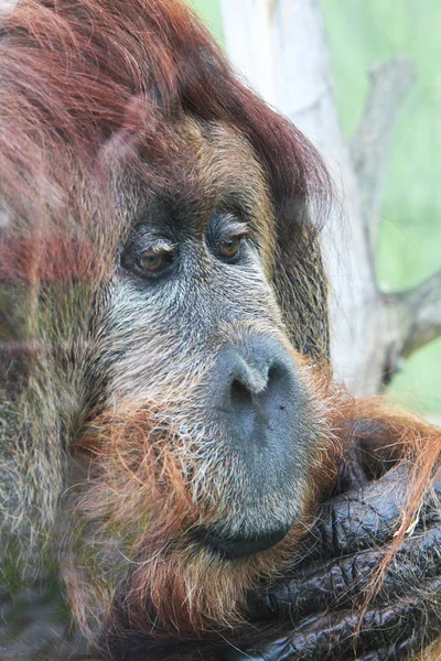 Orangutan głowy małpy — Zdjęcie stockowe