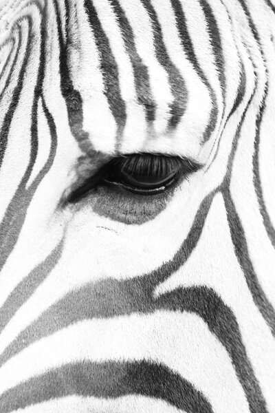 detail of zebra head