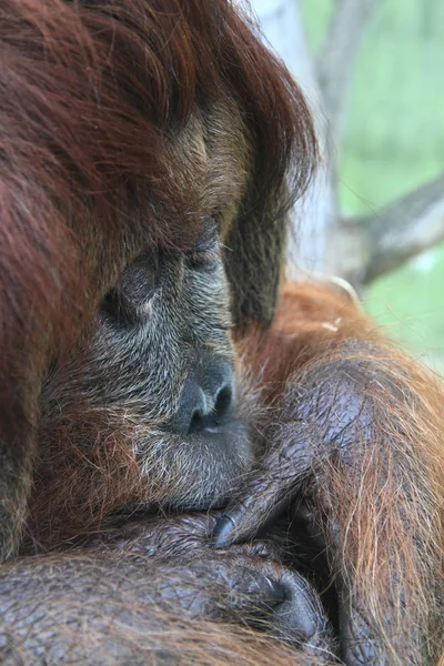 Tête de singe orang utan — Photo
