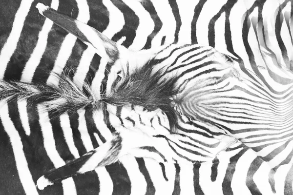 Tekstur kepala zebra — Stok Foto