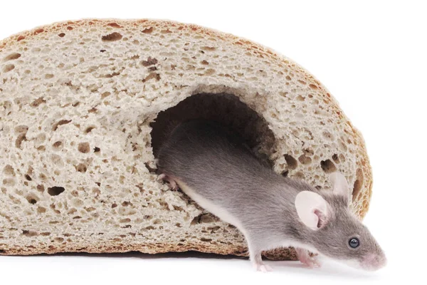 Mouse and their house — Stock Photo, Image