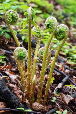 küçük eğreltiotu yaprakları