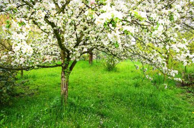 elma ağacı çiçekleri