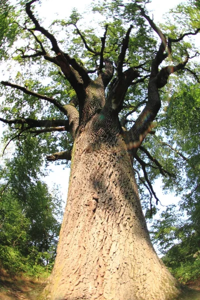 Çok yaşlı meşe ağacının — Stok fotoğraf