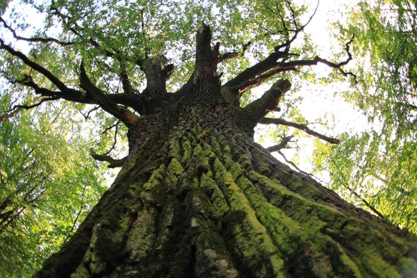 Very old oak tree — Stock Photo, Image