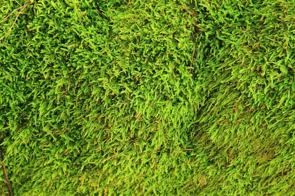 Groene mos textuur — Stockfoto
