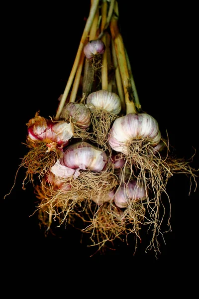 Fresh garlic isolated — Stock Photo, Image