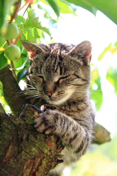 Grijze kat rusten — Stockfoto