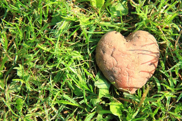 Картофель в форме сердца — стоковое фото