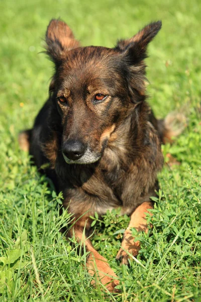 Wild dog in the green grass — Stok fotoğraf