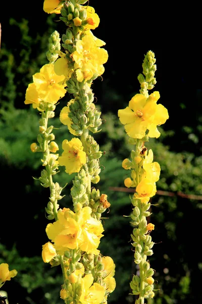 Fleurs de molène jaune — Photo