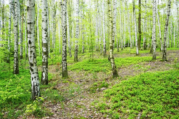 白桦树森林 — 图库照片