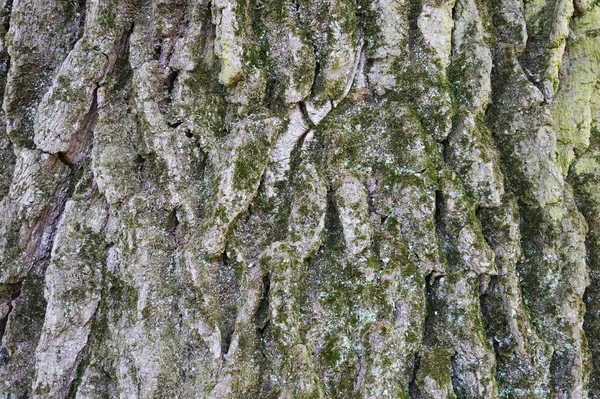 Vecchia struttura di corteccia di quercia verde — Foto Stock