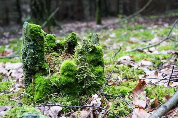 Stomp in het mos — Stockfoto