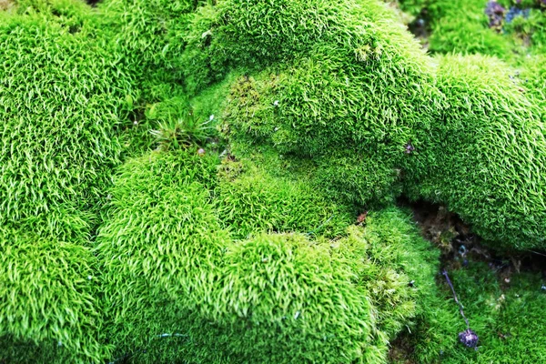 Green moss texture — Stock Photo, Image