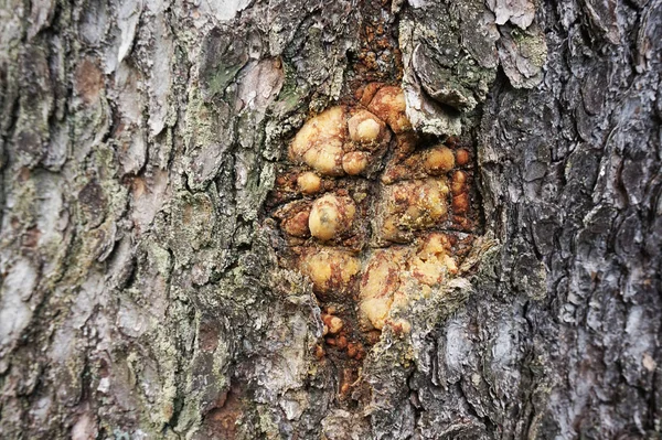 Vecchia struttura di corteccia di quercia verde — Foto Stock