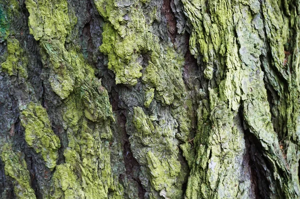 Vecchia struttura di corteccia di quercia verde — Foto Stock