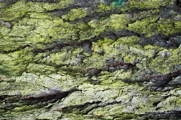 Starý zelený dub kůra textura — Stock fotografie