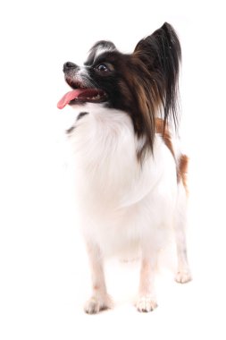 Papillon köpek izole
