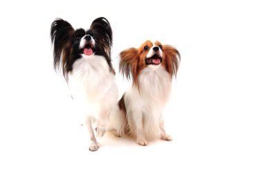 papillon köpek izole
