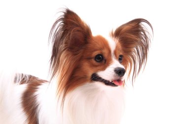 Papillon köpek izole