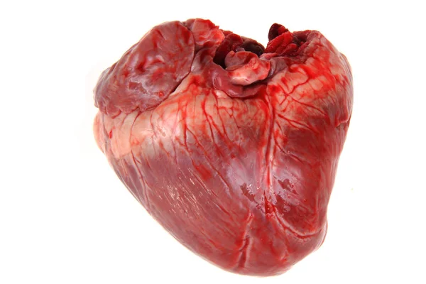 Καρδιά χοίρων απομονωθεί — Φωτογραφία Αρχείου
