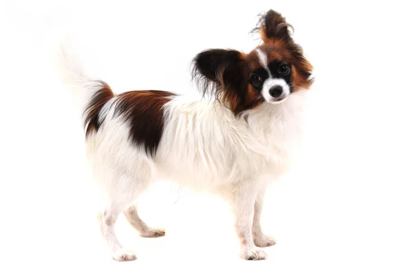 Papillon hond geïsoleerd — Stockfoto