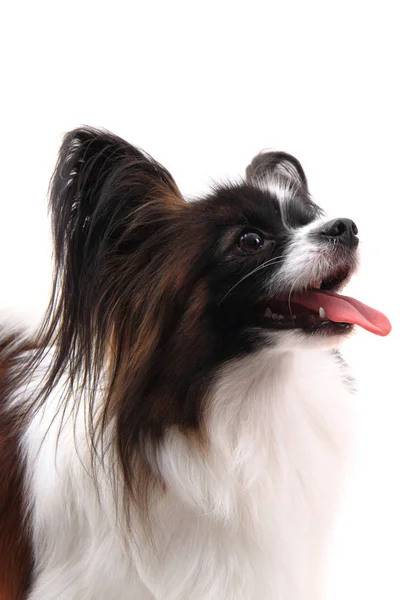 Papillon-Hund isoliert — Stockfoto