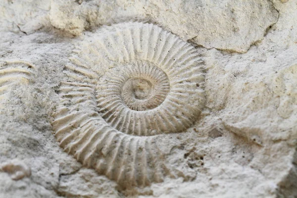 Ammonites fossil texture — Stock Photo, Image