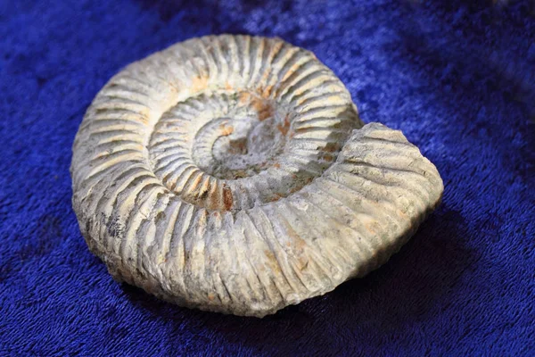 Ammonit isoliert auf blauem Hintergrund — Stockfoto