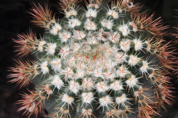 Green cactus texture — Stock Photo, Image