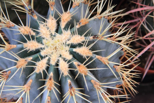 Textura de cactus verde — Foto de Stock