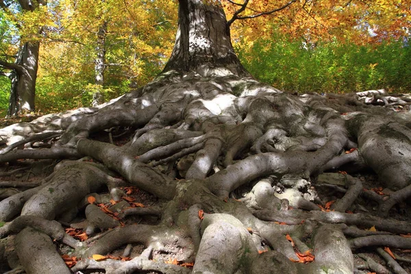 Starý strom v lese Moravský — Stock fotografie
