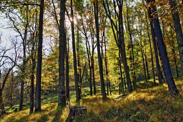 Bosque verde otoño —  Fotos de Stock