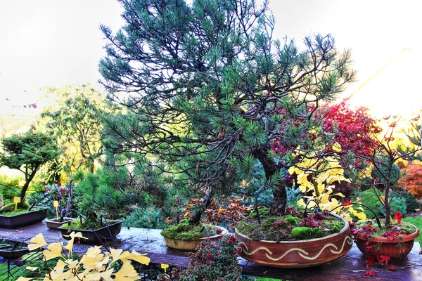 Bonsai-Garten im Herbst — Stockfoto