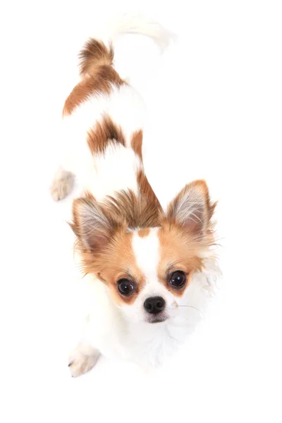 Piccolo chihuahua isolato — Foto Stock