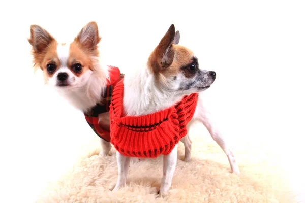 Two chihuahua is resting — Stock Photo, Image