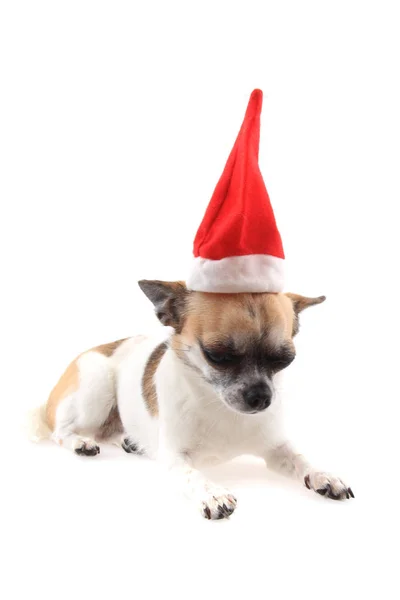 Lilla jul chihuahua isolerade — Stockfoto