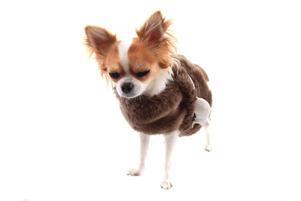 Chihuahua pequeño aislado — Foto de Stock