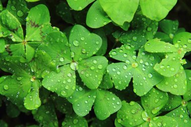 su damlaları ile quatrefoils