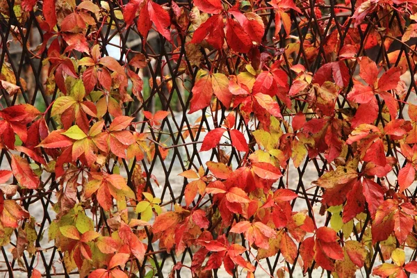 Color otoño hojas textura —  Fotos de Stock