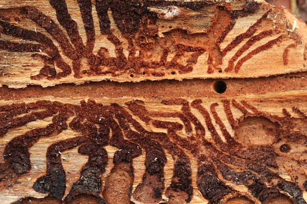Bark beetle texture — Stock Photo, Image