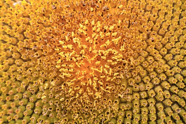Detalhe de flor de girassol — Fotografia de Stock