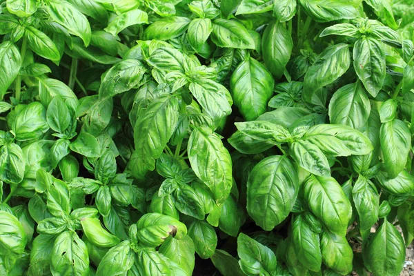 Basil plant texture — Stock Photo, Image