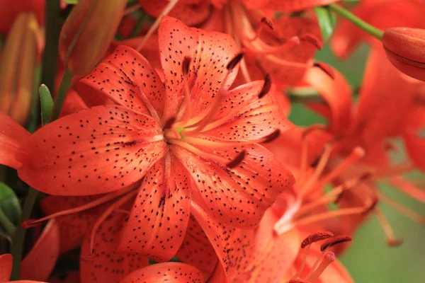 Lilly czerwone kwiaty roślin — Zdjęcie stockowe