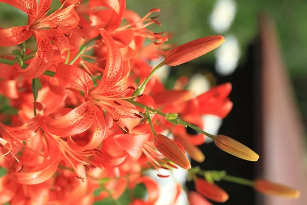 赤いリリー花植物 — ストック写真