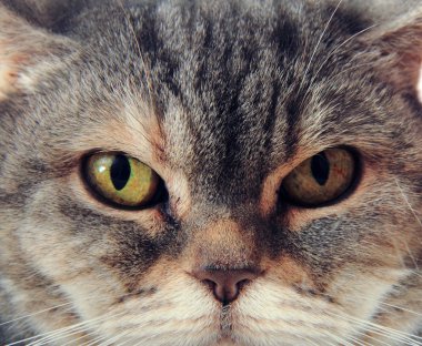 İngiliz kedi yüz